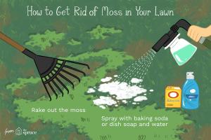 Top Strategies for Effectively Killing and Removing Moss from Grass, Concrete, & Roofs