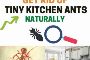Effective Strategies to Eliminate Ants in Your Kitchen Naturally