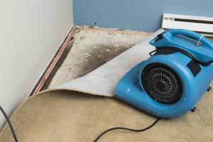 A Comprehensive Guide to Finding and Removing Carpet Mold Effectively