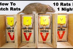 Mastering Rodent Control: Your Ultimate Guide to Catching Rodents in the House