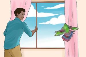 How to Effectively Chase a Bird Out of Your Enclosed Porch or House