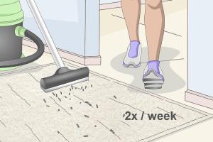 Ultimate Guide to Cleaning Wool Carpets: Techniques, Tips, and Tricks