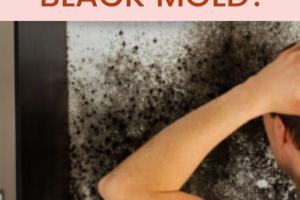 Ultimate Guide to Effectively Clean Black Mold: Techniques & Tips