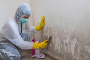 Ultimate Guide to Removing White Mold: Step-by-Step Solutions