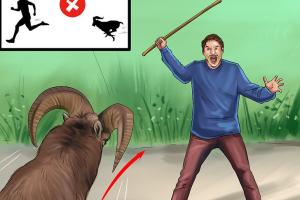 Ultimate Guide to Defending Against a Ram: Strategies & Insights