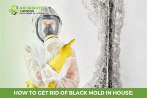 How to Safely and Effectively Get Rid of Black Mold: A Comprehensive Guide