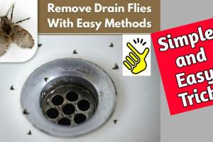 Ultimate Guide on How to Get Rid of Drain Flies: Effective Solutions & Prevention
