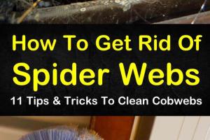 How to Effectively Eliminate Spider Webs: Your Ultimate Guide