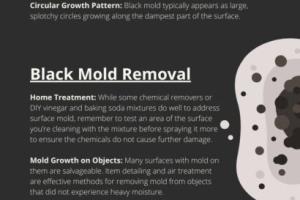 How to Identify Black Mold: A Comprehensive Guide for Homeowners