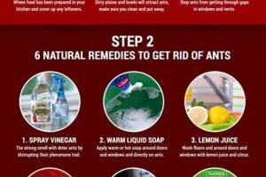 Ultimate Guide: How to Keep Ants Out of Your House