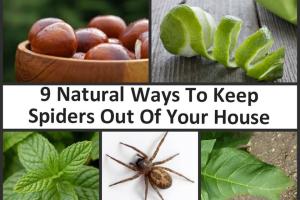 Effective Natural Solutions to Keep Spiders and Scorpions Out of Your Home