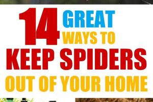 Effective Strategies to Keep Spiders Out of Your Home Naturally