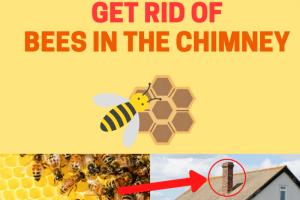 Effective Strategies for Safely Removing Bees from Your Chimney