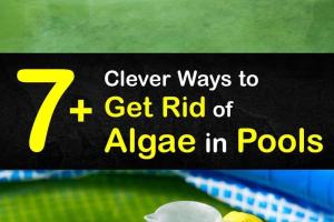 Ultimate Guide to Eradicating Algae in Your Pool: Quick & Effective Solutions